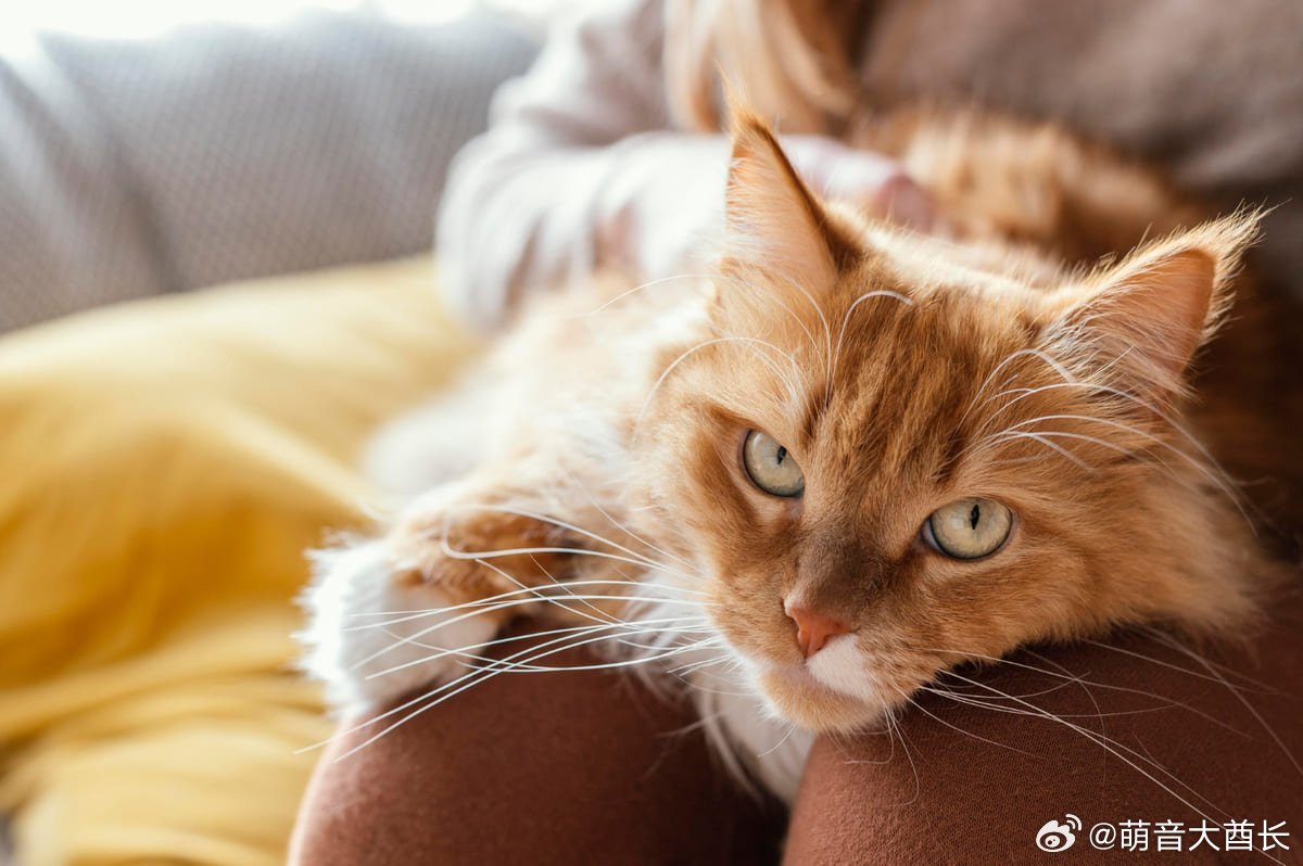 大橘为重——橘猫的DNA里，少了一段六十年的谜一、六十年没解开的谜，答案藏在X染
