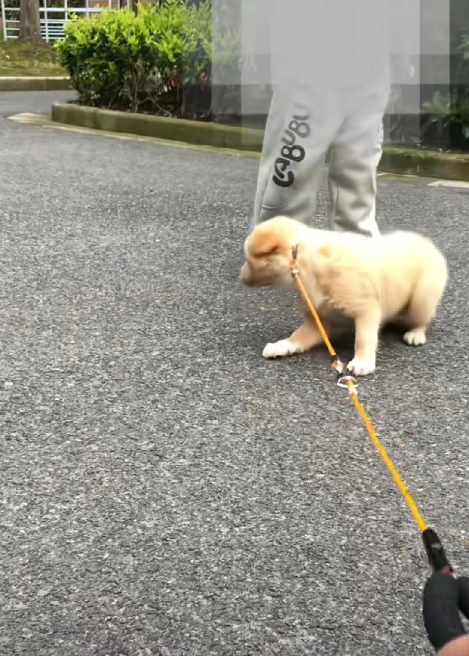 上海。男子在小区里遛一条小奶狗。小男孩在妈妈的带领下，也在小区玩。男孩约4、5岁