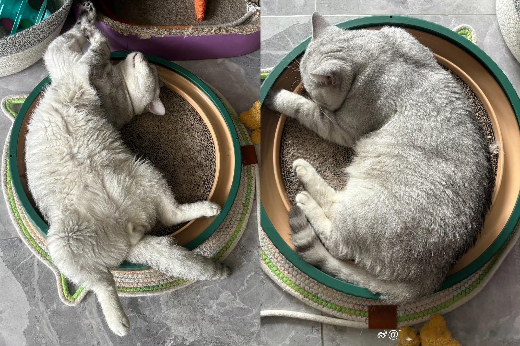 张泽禹一模一样的猫养两只张泽禹记得两只小猫到家的日期，会存满它们的照片，会按时