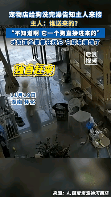 笑不活了！湖南怀化，一只狗狗竟然趁家人不注意溜出了门，然后直奔宠物店洗澡，店员以