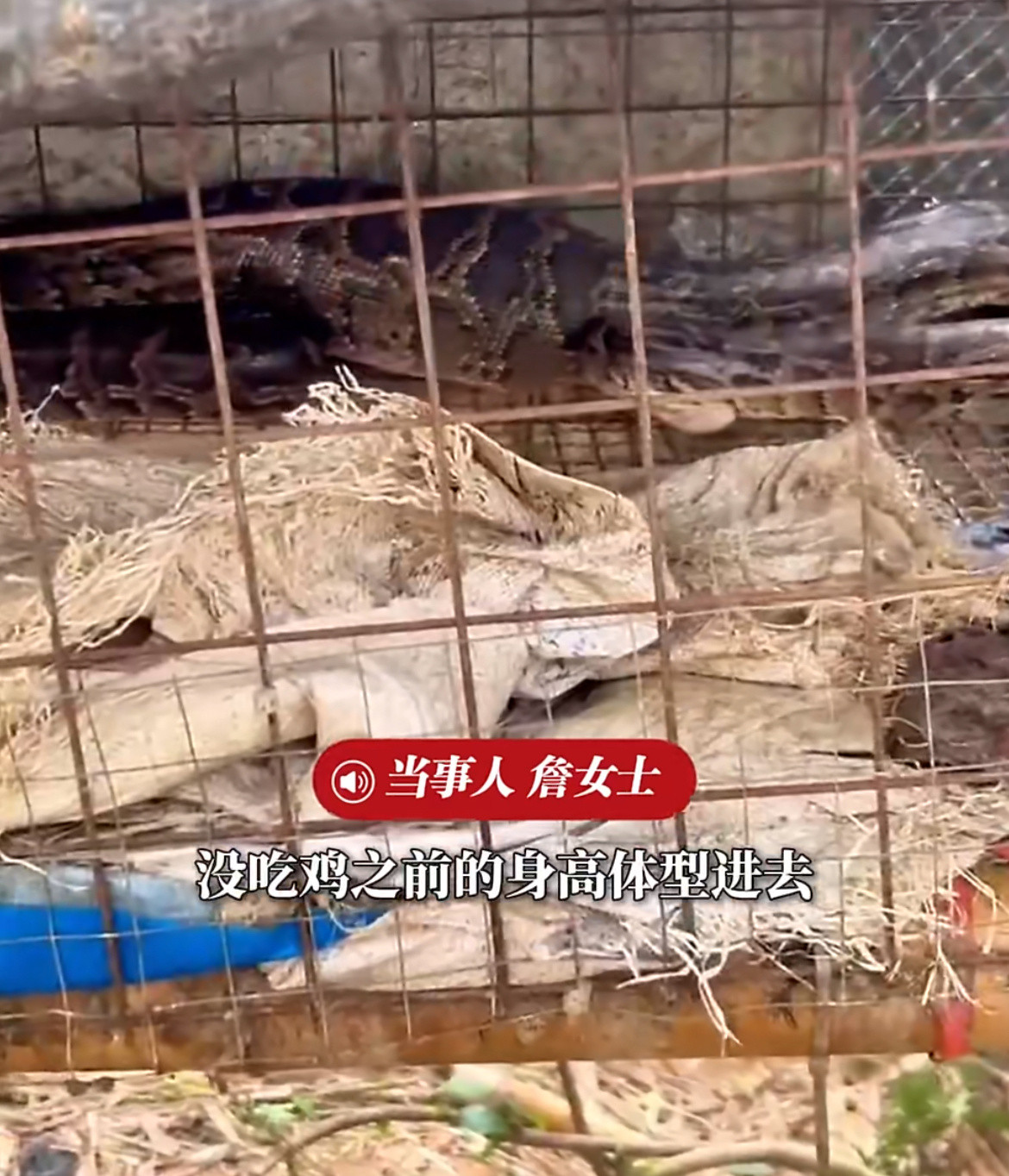 2米蟒蛇吞下1只鸡后被卡鸡笼救命！福建漳州这只17.5斤的大蟒蛇怕不是干饭干懵了