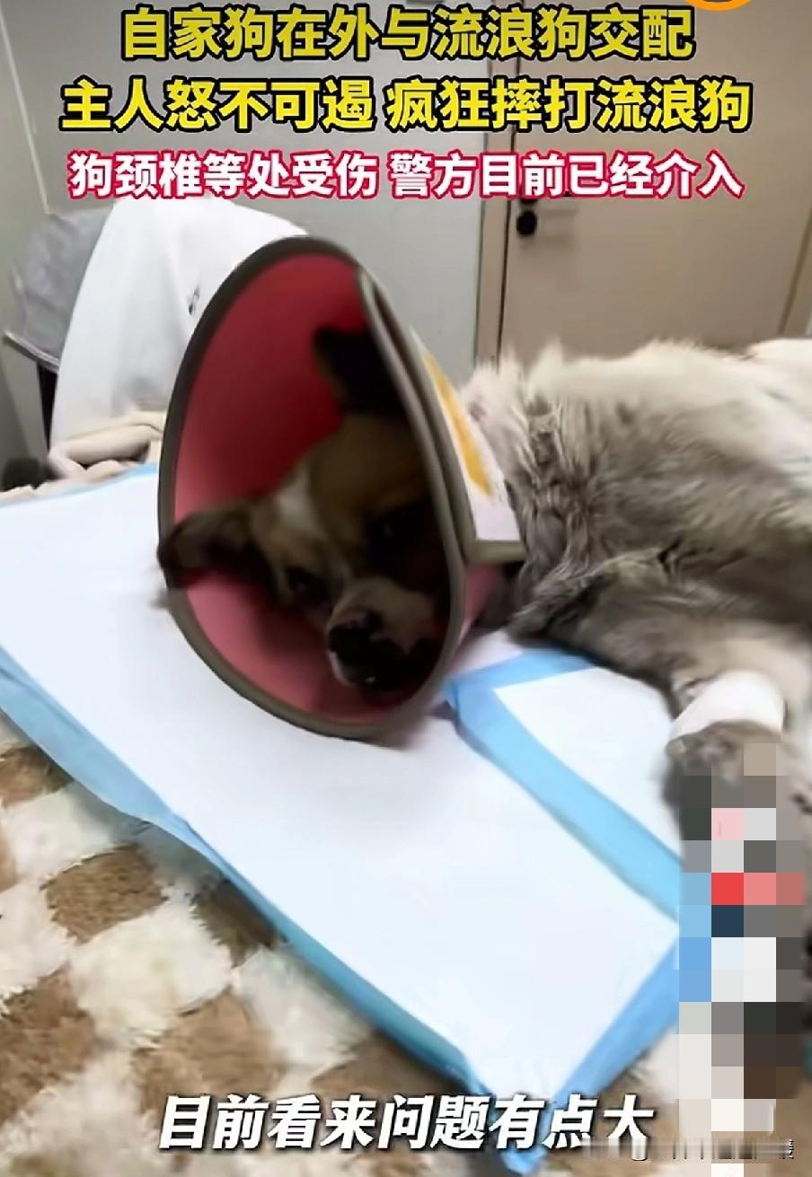 2025年12月30日，青海西宁，一男子大街上怒摔流浪狗，引起了多人围观。