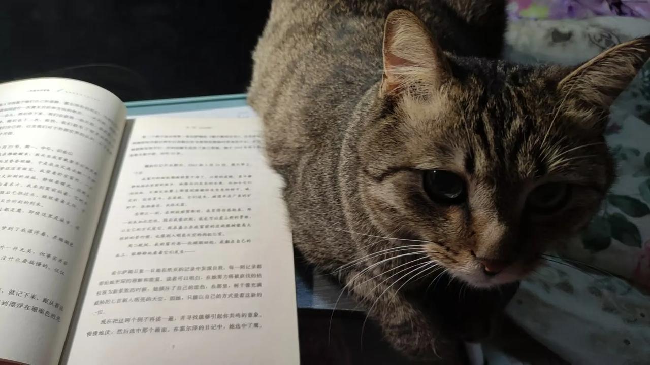 2026年1月27日（写作第二天）小猫我家有只狸花猫。其实说是我
