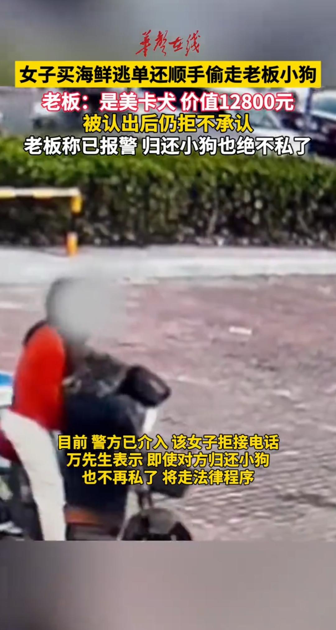 现在的小仙女怎么这么牛，河北小仙女偷完海鲜偷摊主的宠物狗，关键是这狗价值1.2万