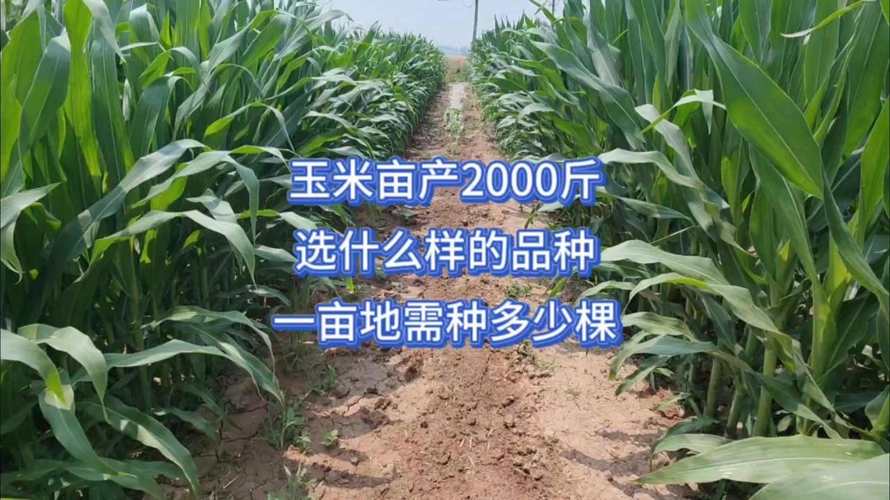 想让玉米亩产突破2000斤？掌握这两招就能实现！🌽选对品种是关键。要优先考