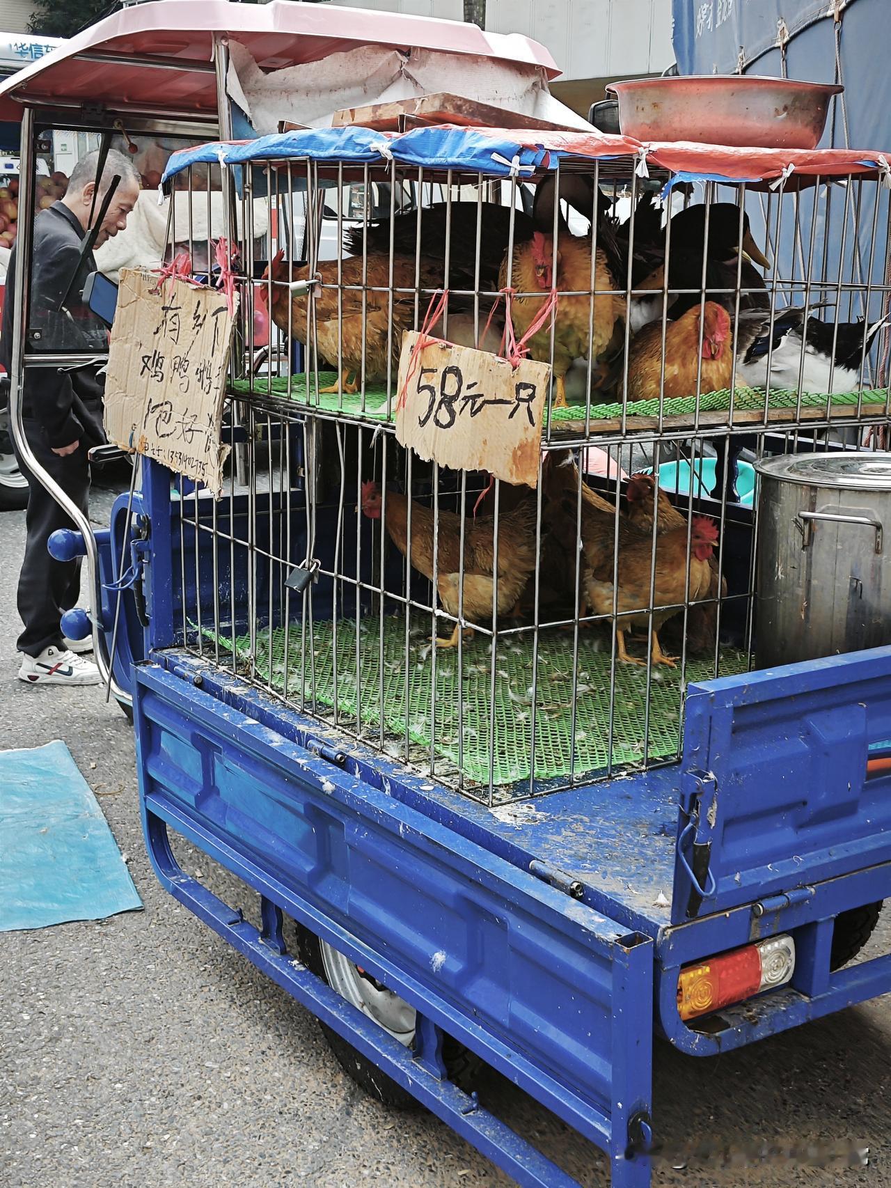 市场禁止杀鸡，佛山流动摊爆火！大爷大妈挤着抢佛山老广太会找了！市场禁了现杀鸡