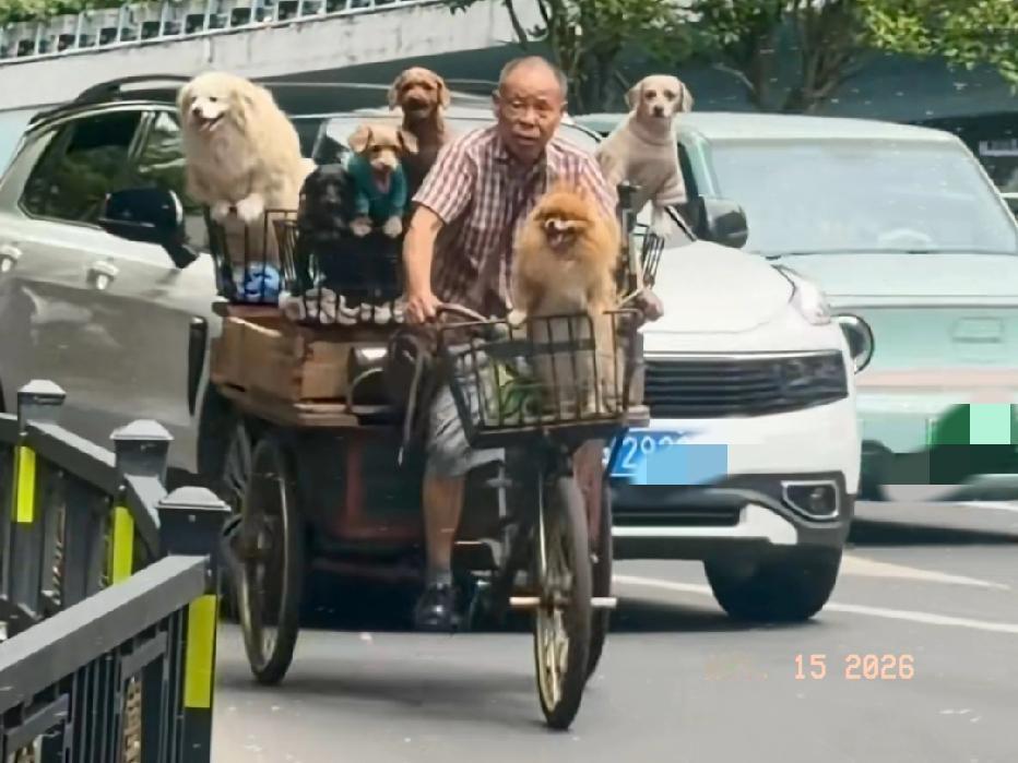 近日江西南昌，一老人带着7只狗狗组成的汪汪队出门炸街，回头率超高，路人看到后都感