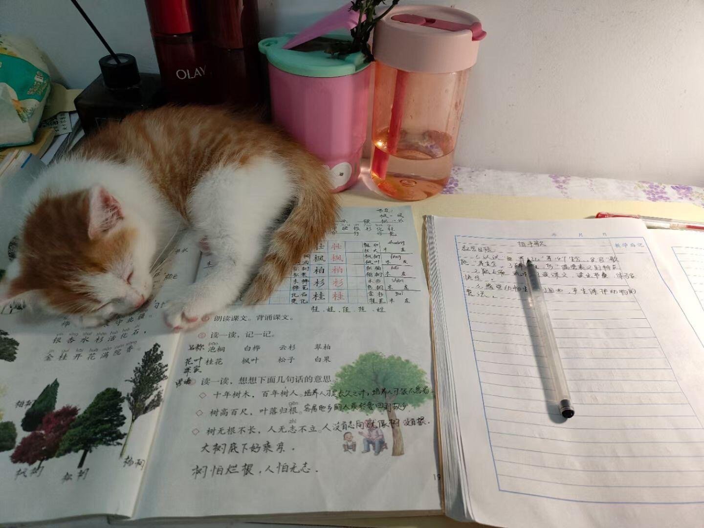 时间的参照物是变大的猫咪​​​