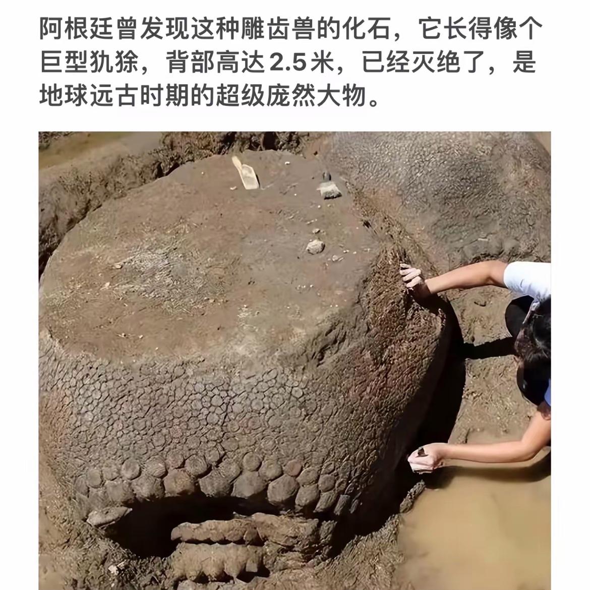 一个人正在挖掘一只巨大的恐龙化石。