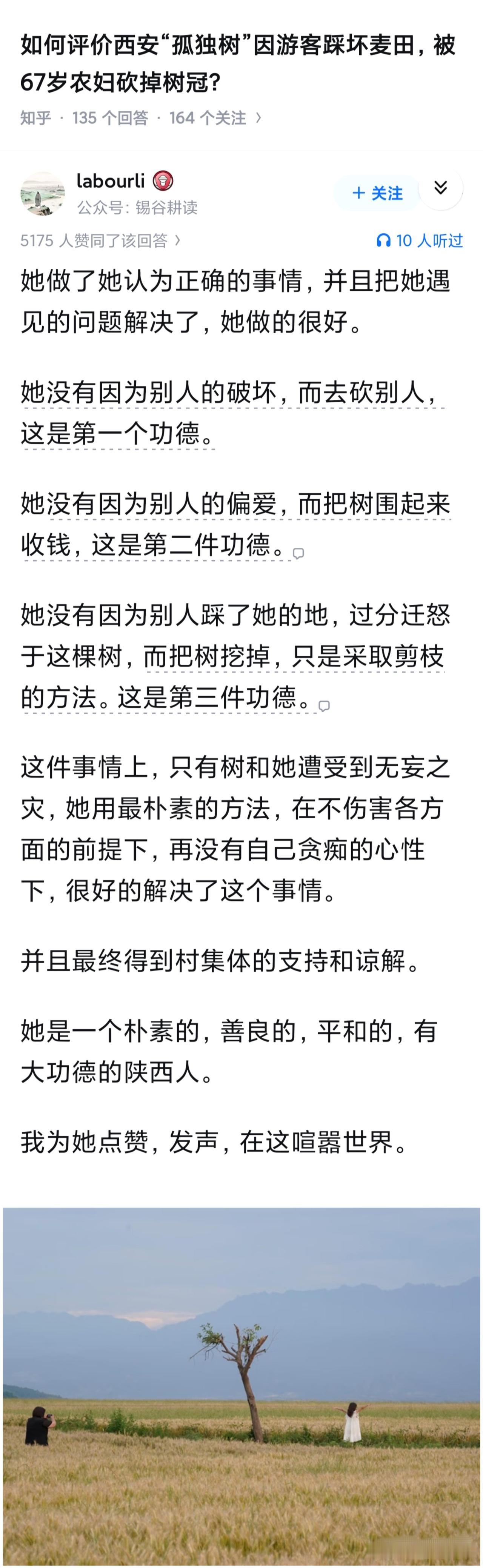 一棵麦田边的女贞树因为“孤独”“治愈”的景观走红，被称为“孤独树”，大量游客前去