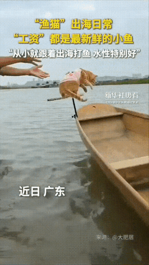 这日子也太让人眼红了吧！！广东，一位渔夫领着四只小猫咪去了码头，原以为猫咪们会在