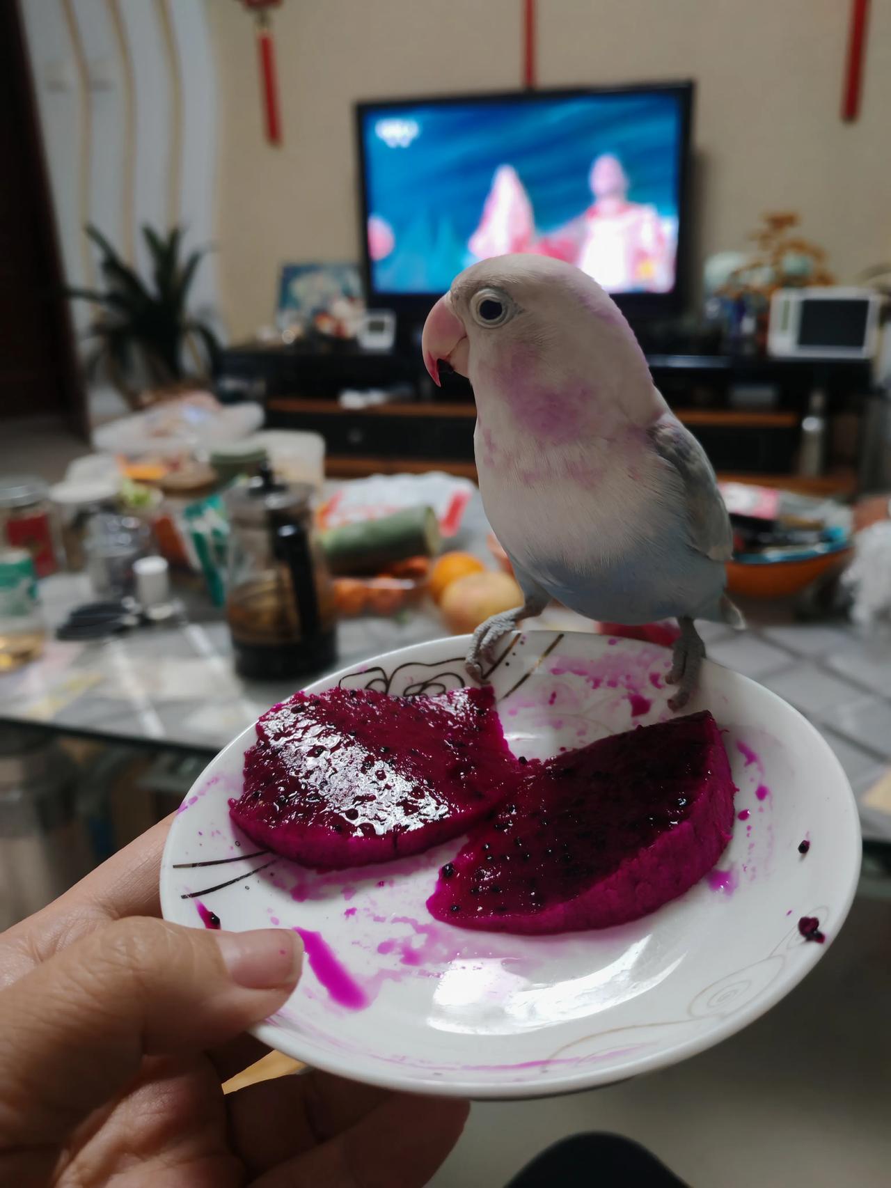 贪吃的宝宝鸡。家里有这么个小家伙真是欢乐多多呀。本来是闺女的宠物，结果现在