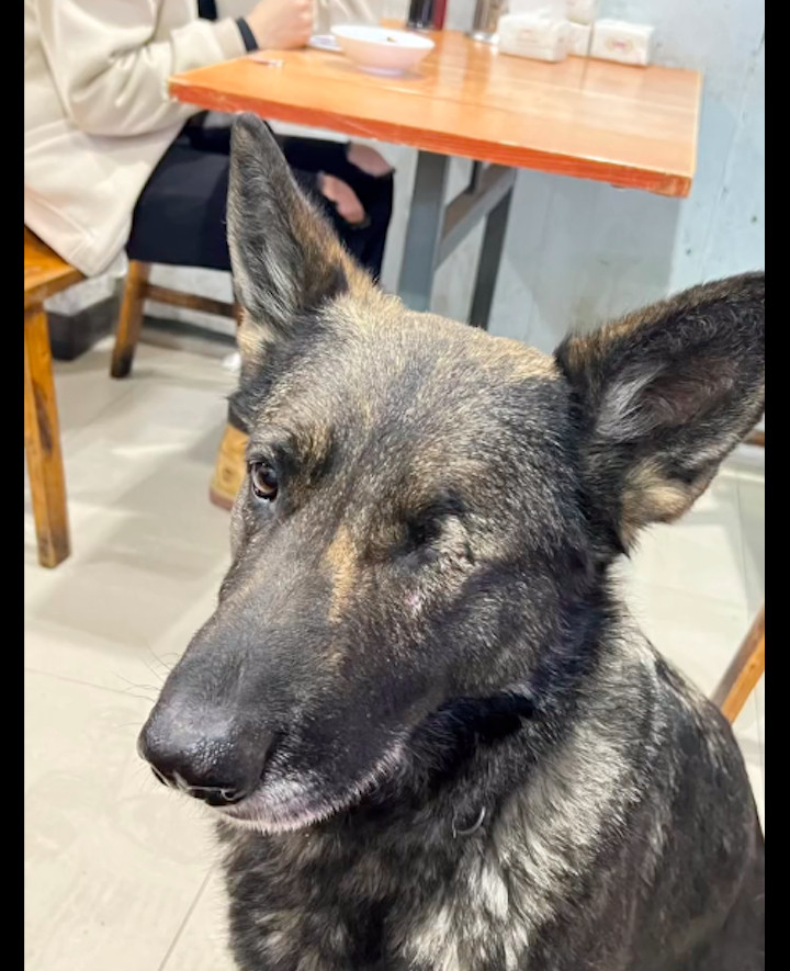 【独眼狗狗进入餐馆讨食，顾客服务员都没嫌弃它，而是轮番的喂食！】3月13日，在四