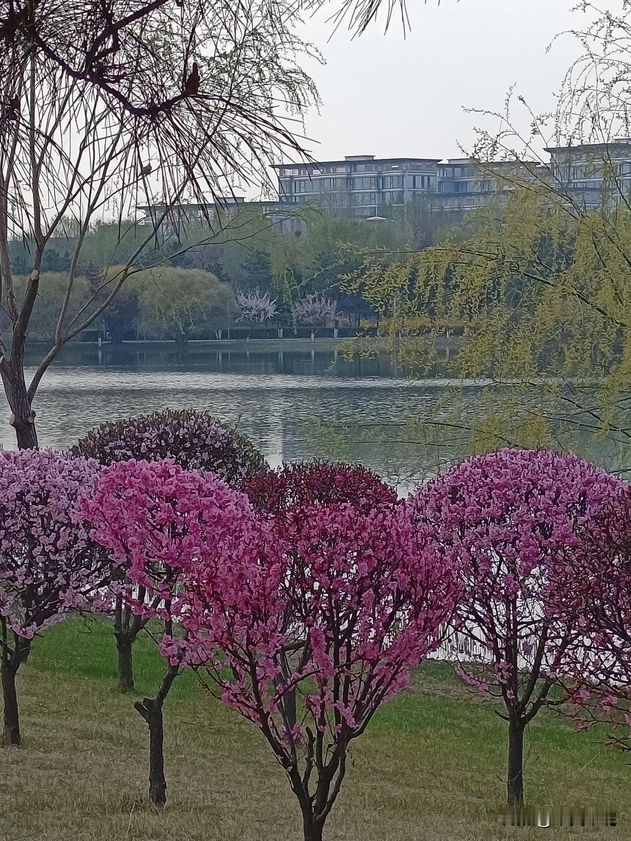 春水绿如蓝，春梅湖边绽放。行走湖边花园，欣赏满眼春色。湖岸逶迤，春水初涨。那