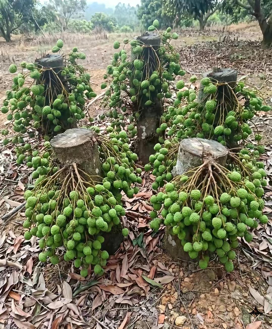 你见过”荔坚强”吗？这个名字妙趣横生，一下子就赋予了荔枝鲜活的生命力。荔枝本就