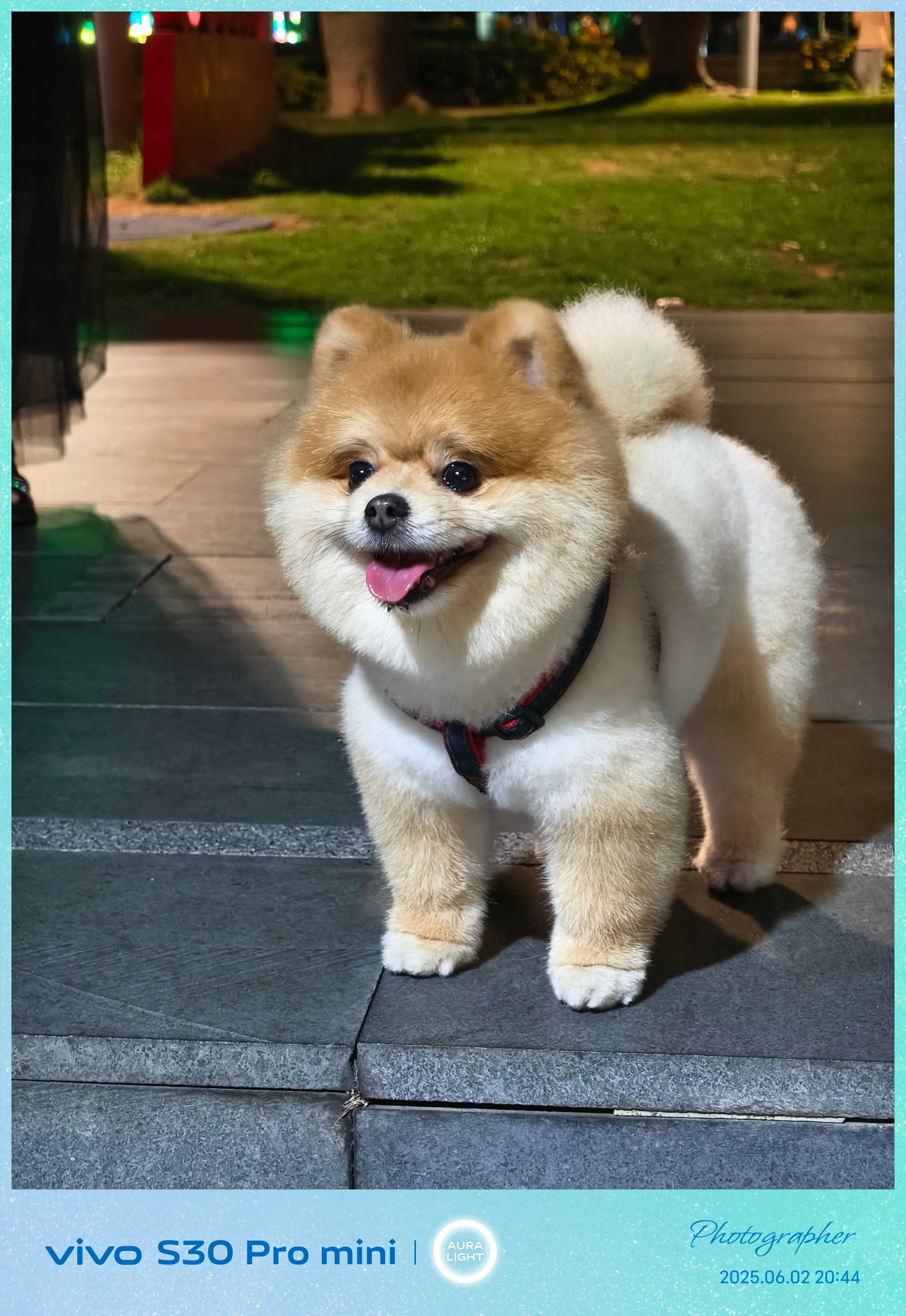 碰到一只超级可爱的小狗！​​​
