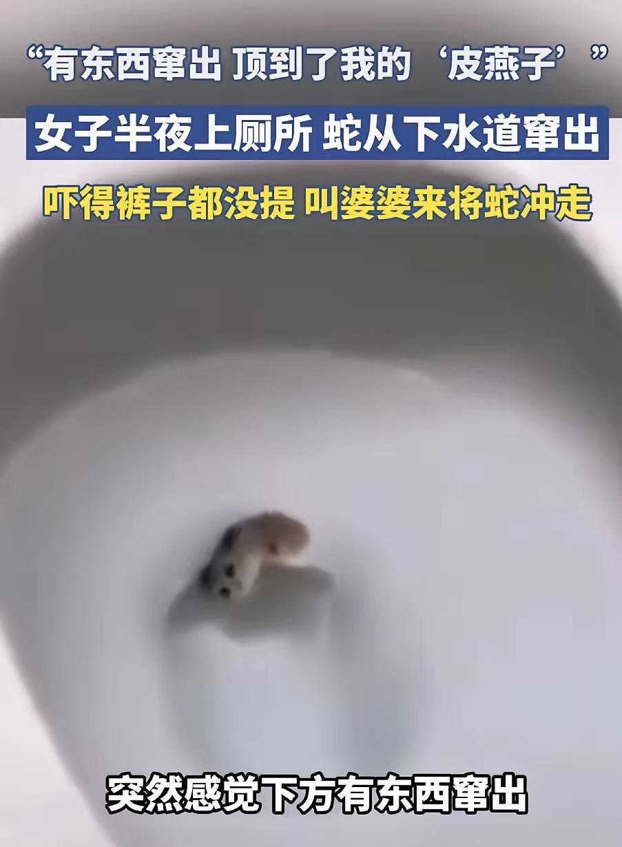 我的天！女子半夜去卫生间，居然被便盆里钻出来的蛇顶到“皮燕子”，吓得浑身瘫软喊婆