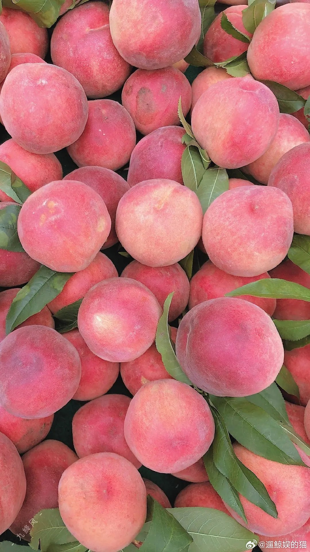 关于水果手机壁纸背景图头像一些可可爱爱的水果系壁纸夏天就是要吃水果🍑