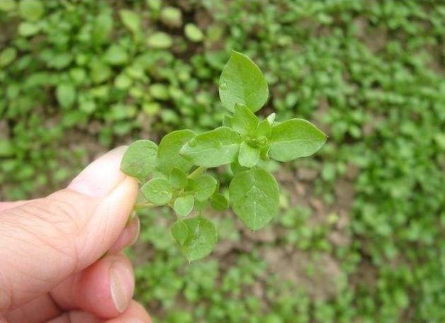 田间不讨喜的"鹅肠草", 是治疗白发,牙疼的好东西