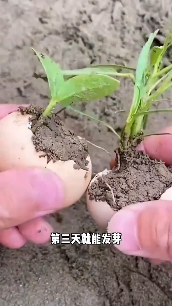 邪修种菜从不抱怨环境。一生爱种菜的中国人一看到这就走不动道了。刷到一网友作为0