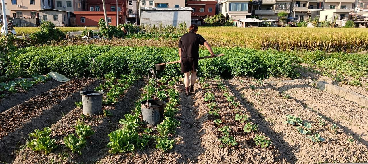 《菜园》秋季一到,菜园里蔬菜迎来了换新重播,之前蔬菜包菜、空心菜、花菜全部去除,