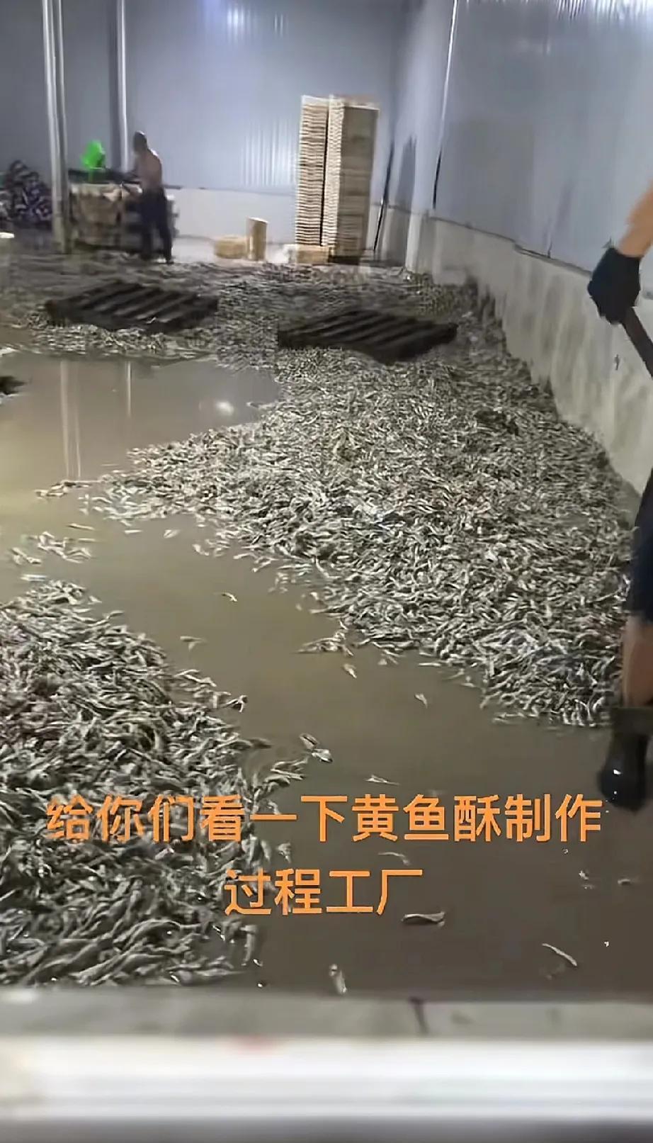 黄鱼酥尽量别吃了，有个人偷偷拍的，场面触目惊心。生产环境非常恶劣，一堆鱼全都放