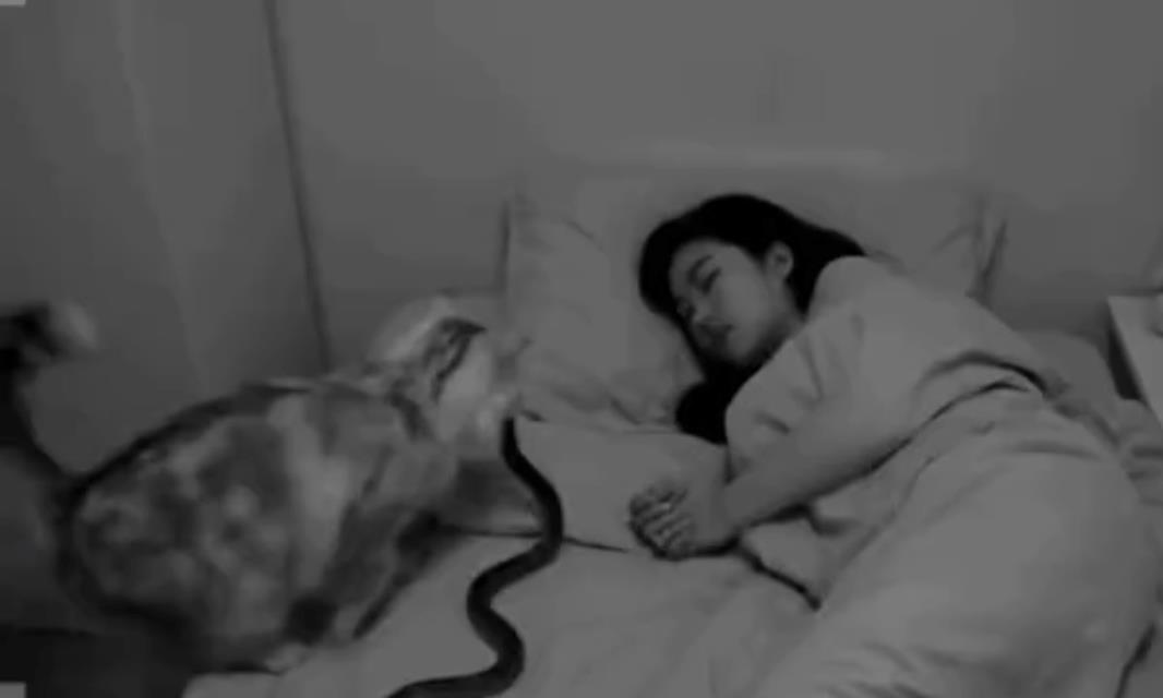 养猫有风险，睡觉需谨慎！之前，看到过有抓老鼠孝敬主人的，这个更绝，直接送一条蛇