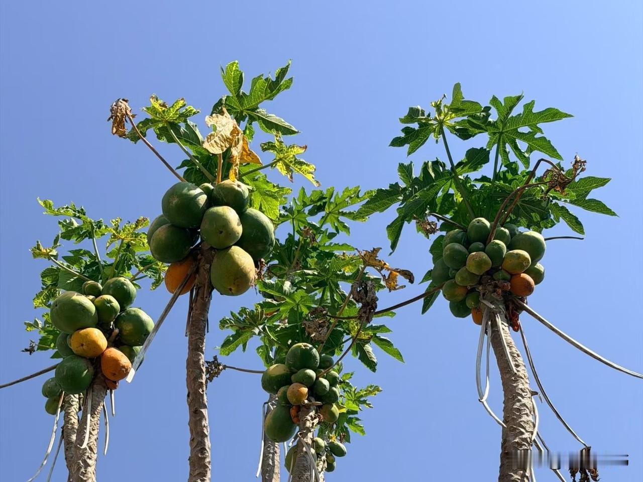 真正有智慧的婆婆，儿媳妇不管咋样，都抱着一个态度“不在乎”。儿媳妇说婆婆的坏话