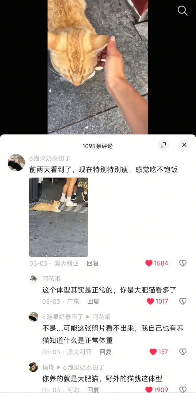 你养的就是大肥猫！​​​