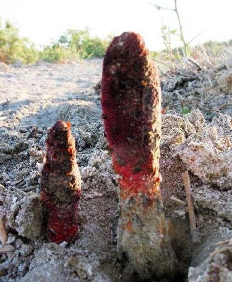 肉苁蓉泡水喝多久才有效果? 男医科: 男性每天不宜超过三杯