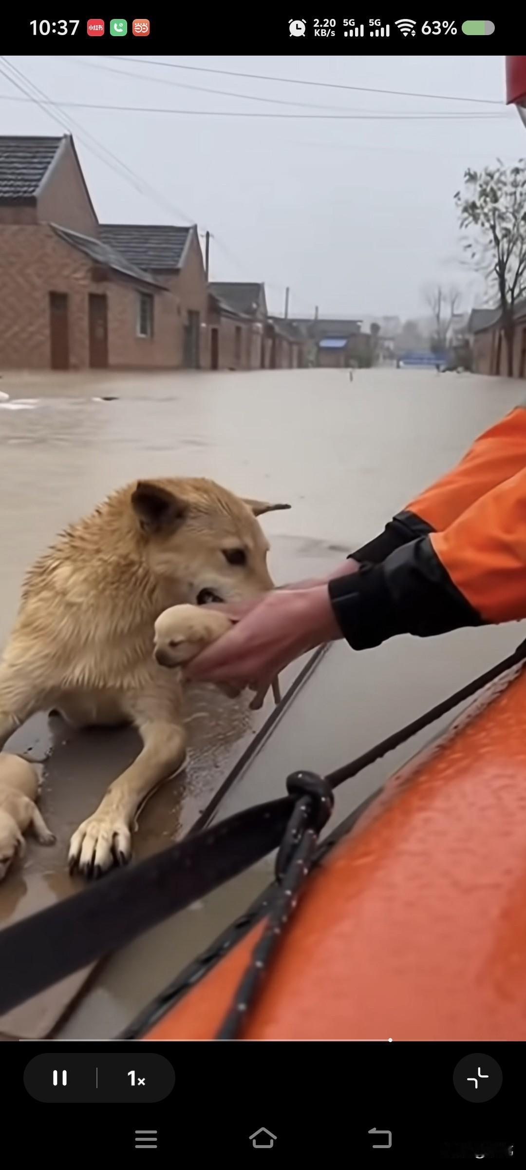 泪目了！一个村庄遭受了洪灾，一只狗狗的家被淹没了，它费劲力气才把两只狗宝宝弄上一