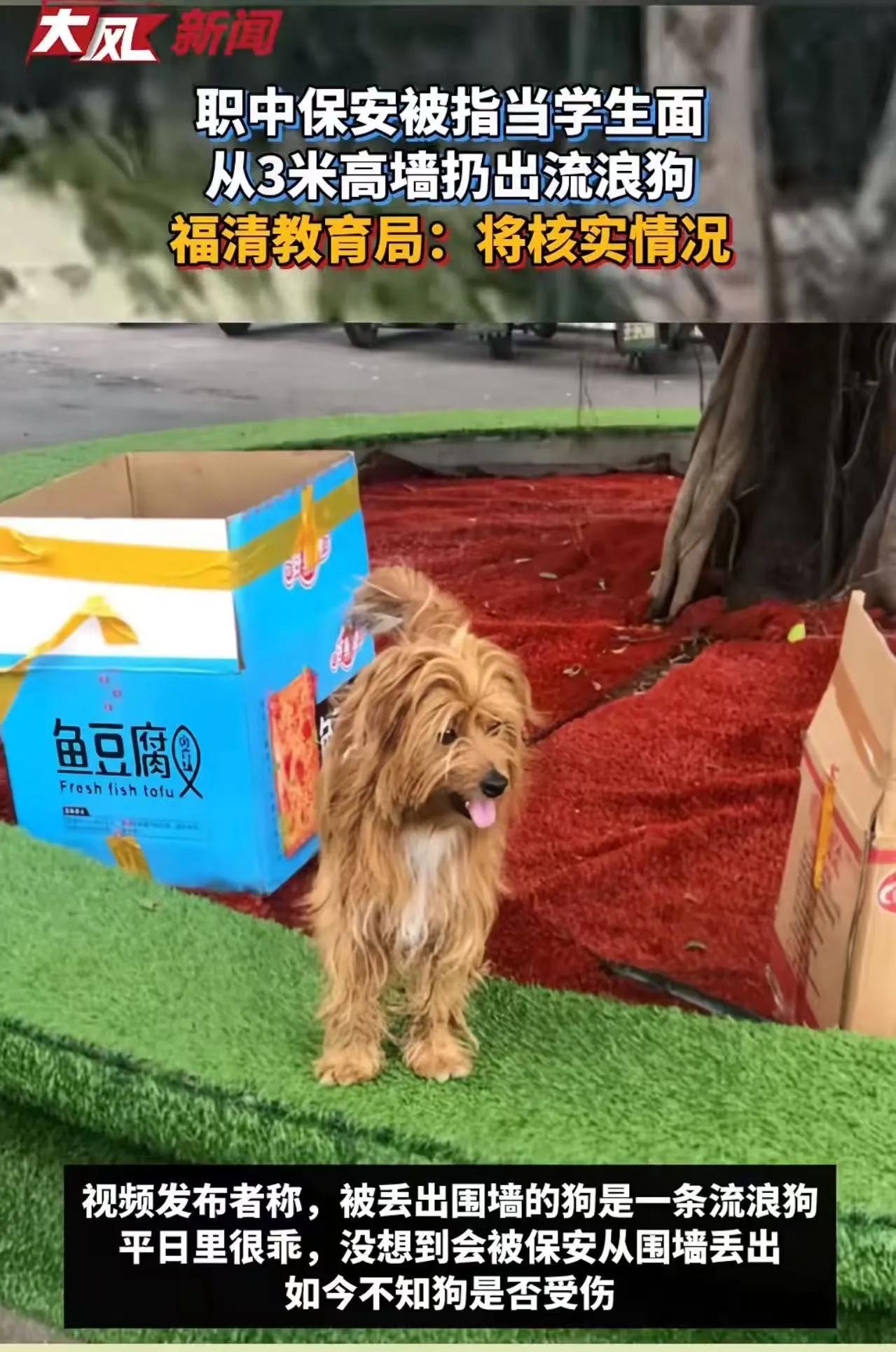 就在这场引发众怒的事件背后，我们看到的，或许不仅仅是一只流浪狗的遭遇，更是一面折
