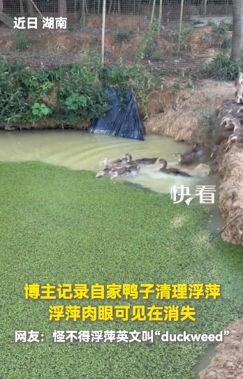 上新华社了！湖南，一博主家里的池塘被浮萍密密麻麻铺满整个水面，正愁的慌，转头看到