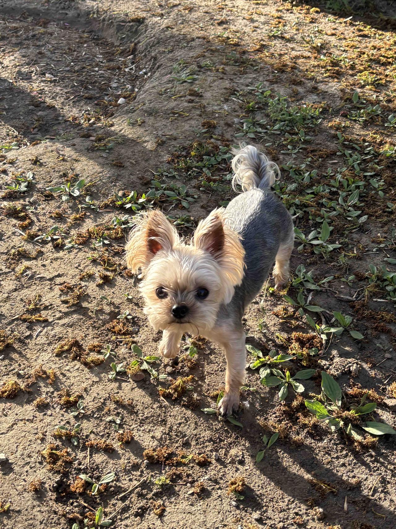 顺着护城河来回跑了五公里，在北滨河看到一条可爱的小狗狗，不知道是散养的还是落单了