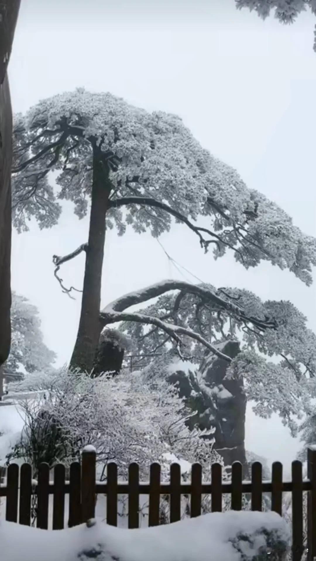 黄山的雪景确实不容错过。昨天黄山下雪了，今天黄山还有积雪。积雪的黄山就像一个