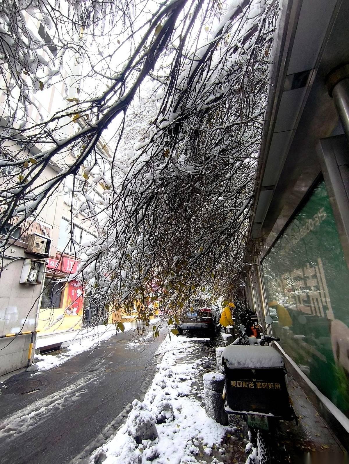 半夜就听见窗外“咔嚓、咔嚓”的声儿，还以为谁家又装修。早上一拉开窗帘，我心都揪