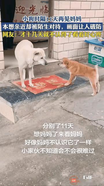 破防了！小狗离别11天千里寻母，换来母亲冷眼龇牙，委屈到捂脸呜咽😭世间最