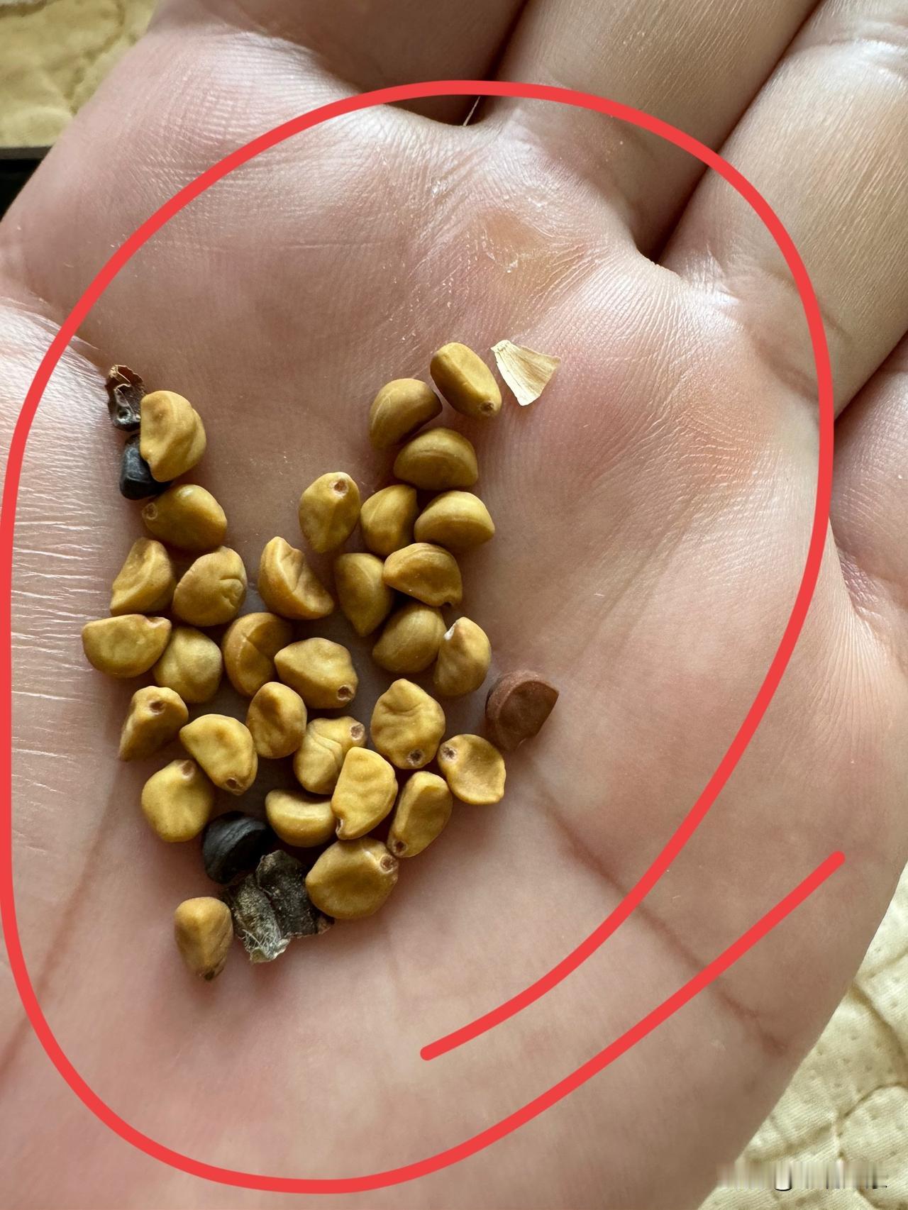 谁认识这个？胃不舒服，朋友给的，说是能治疗胃病，有懂的吗，也不知道这是啥，也不敢