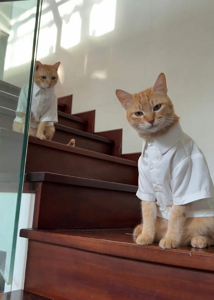 您的猫咪管家已准备就位：