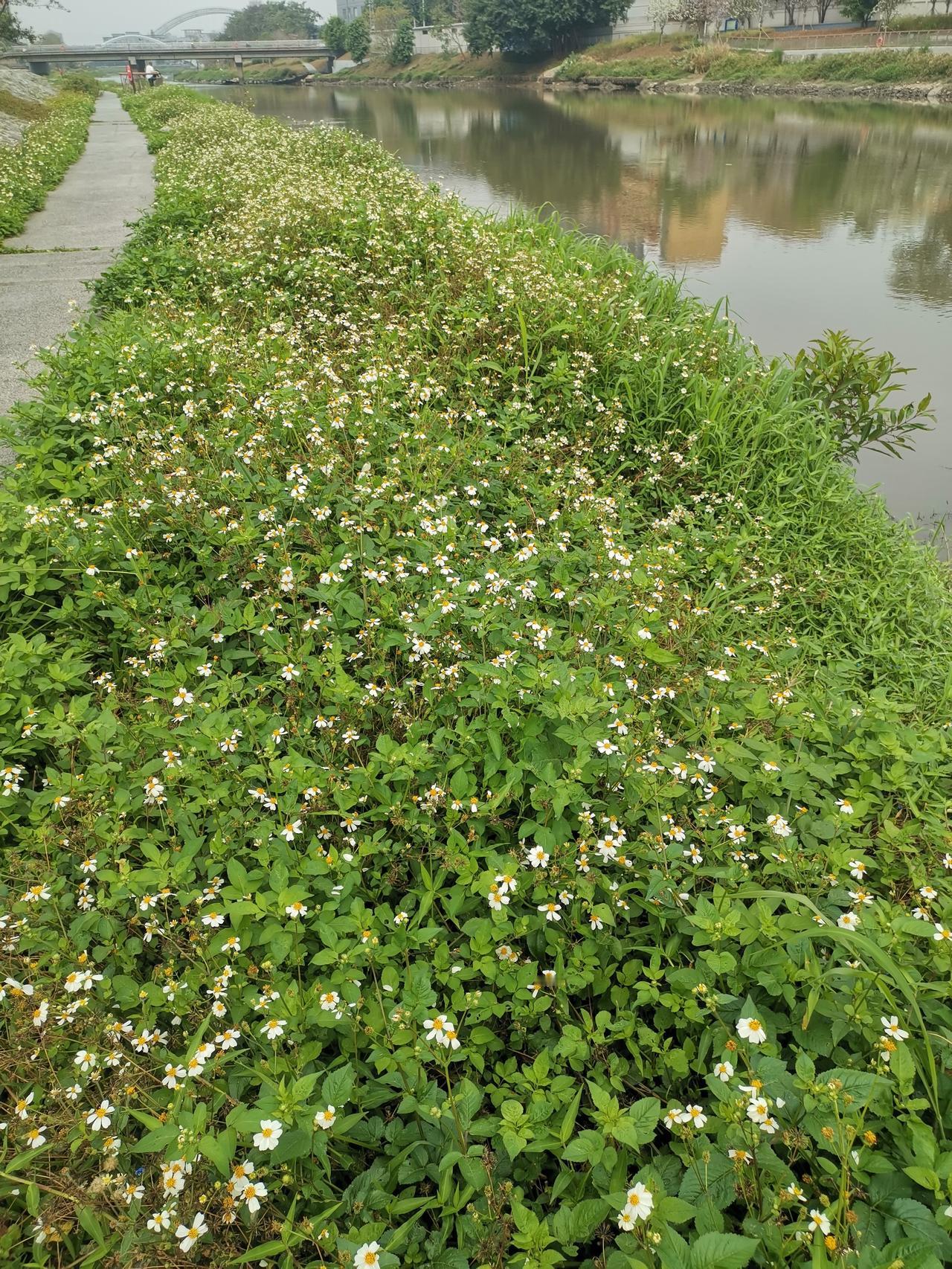 学中医不要去背诵古方，没有任何意义。古方里面记载下来的药材，留下来