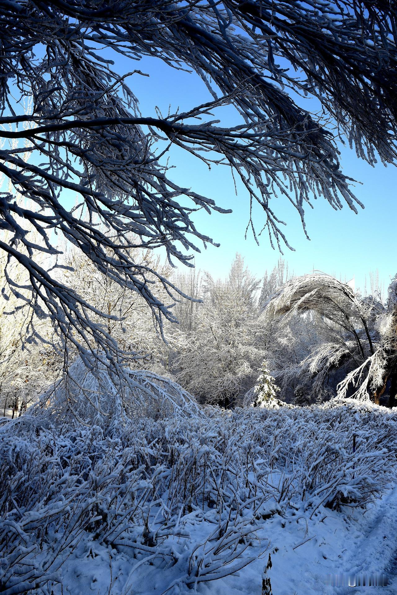 南湖公园四季掠影（九）冬季景色：
