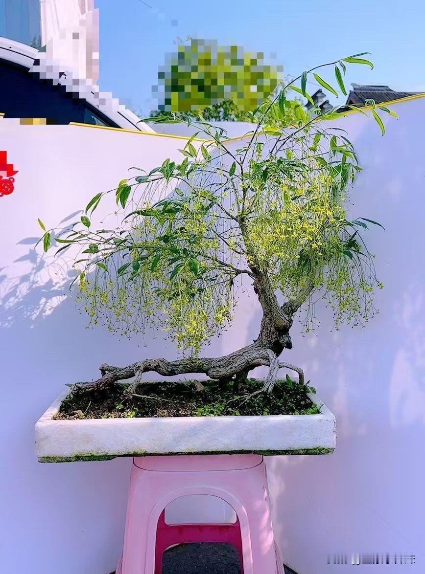 精品老桩金丝吊蝴蝶🦋盆景，到了秋天很漂亮的果子吊胡蝶花盆栽金丝吊蝴蝶