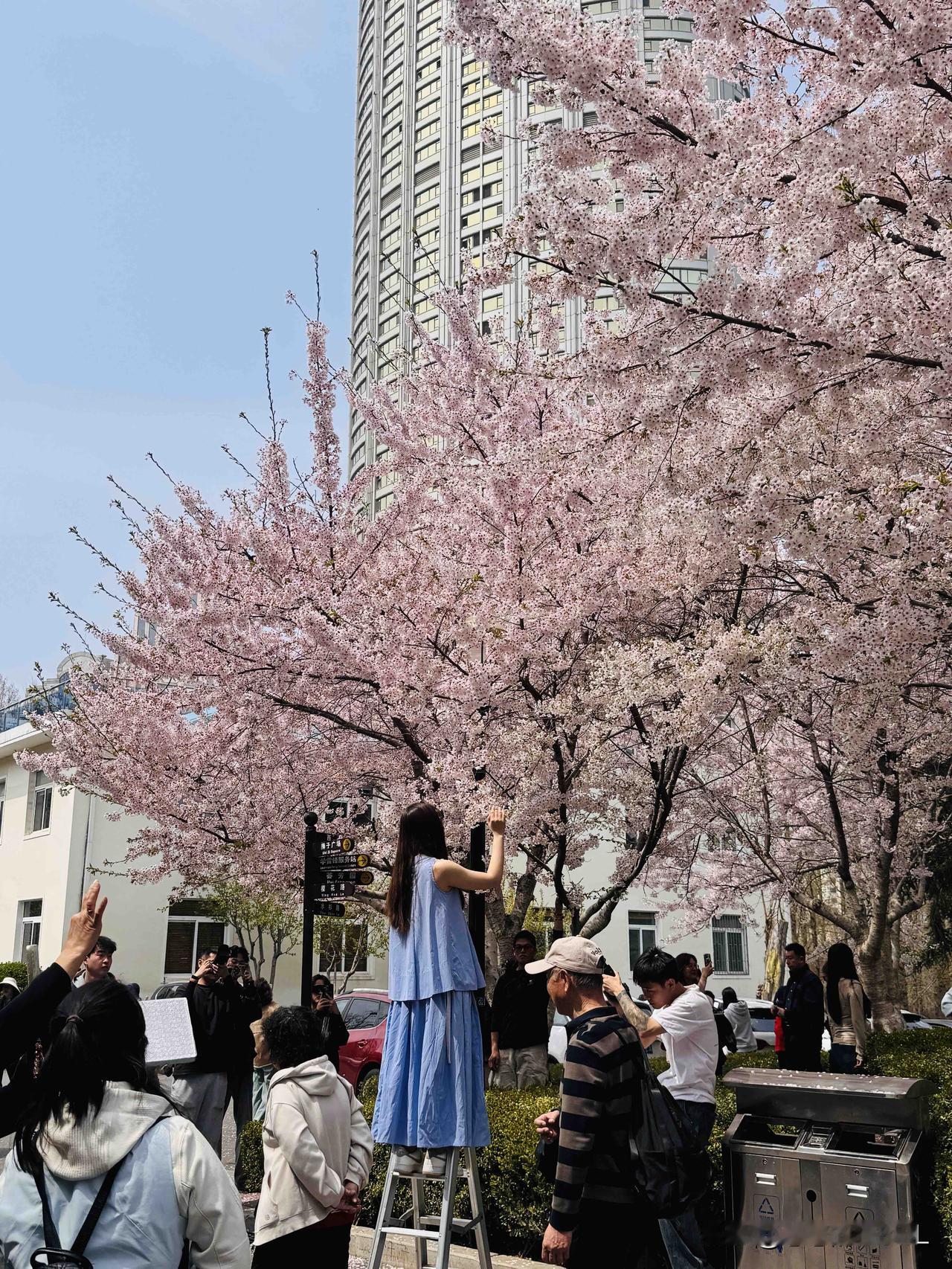 看樱花不用东奔西跑，大连劳动公园的樱花最好看，不仅花好看，里面的景色也特别