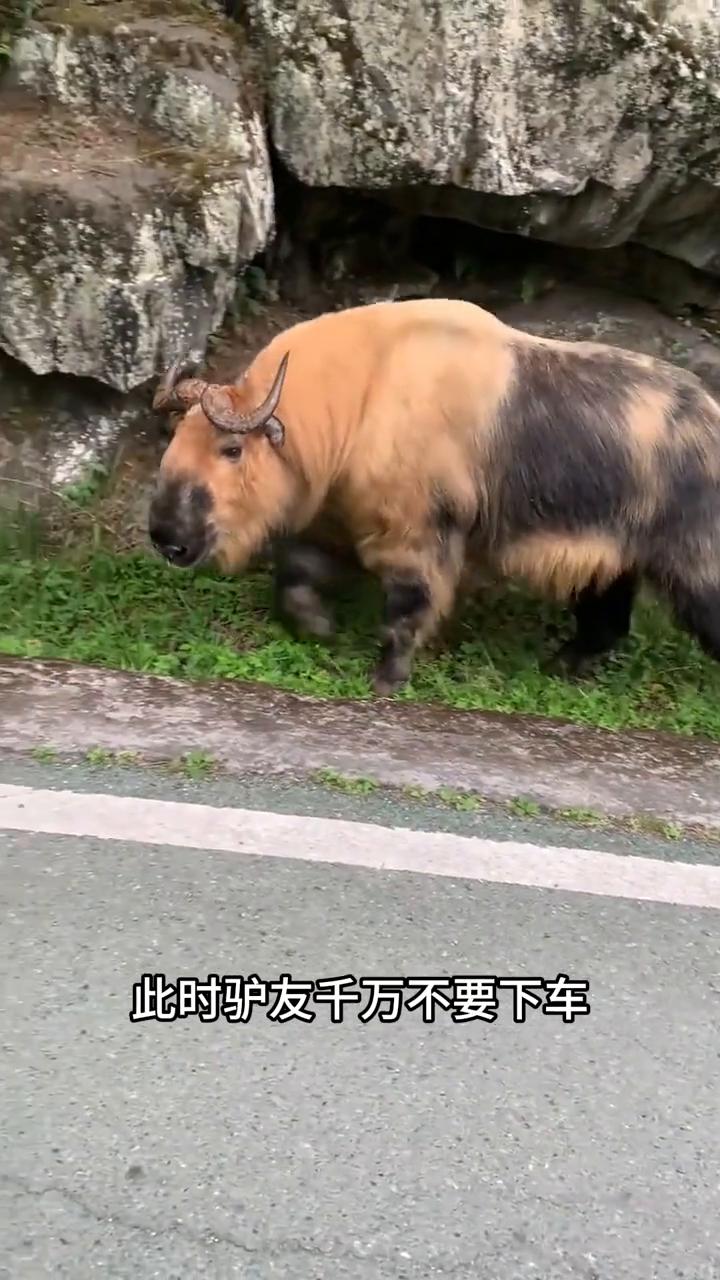 偶遇秦岭杀人王。驴友在山路上偶遇一头羚牛，同时羚牛也发现了驴友。好在它将人车当