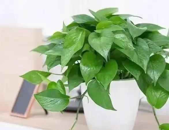养植物的能量磁场[微笑]家里的绿植不要随便买，[微笑]更不能随便摆，用错了，