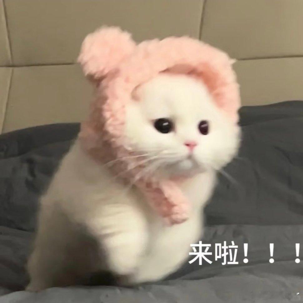 小猫表情包来啦！