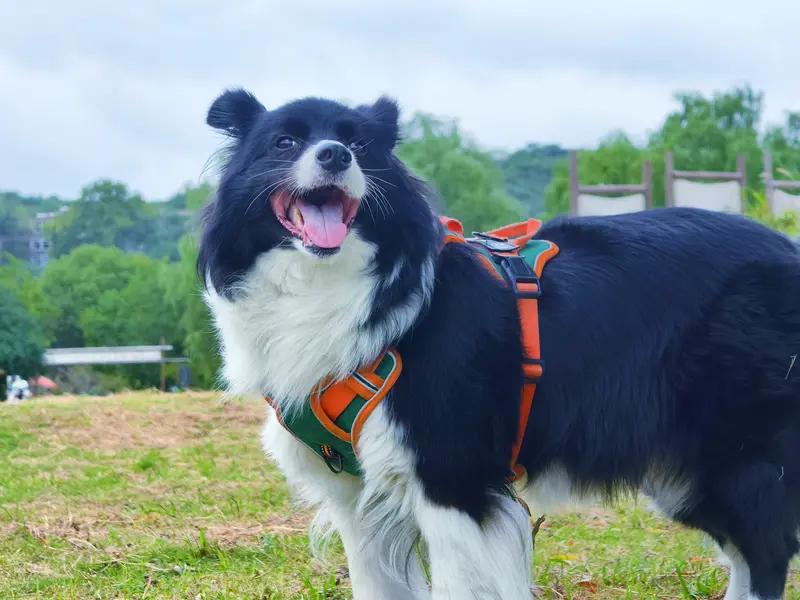 人类的本质不也是动物吗?刷到人类的本质不也是动物吗？这个话题，评论区吵得热火朝