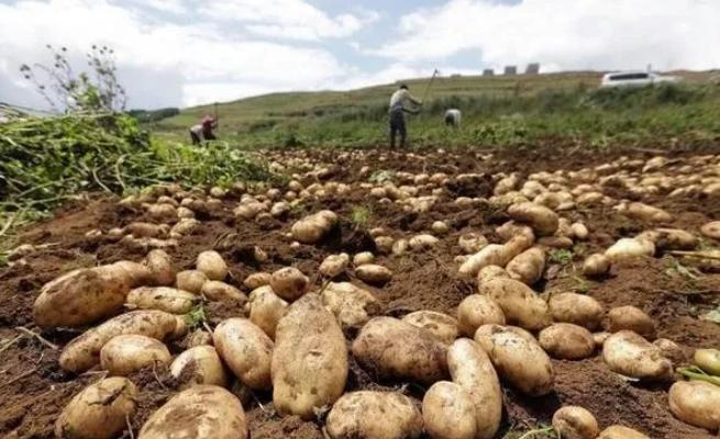 中国人为什么不把土豆当主食，而在欧美却是主食？其实原因很简单：土豆这玩意儿就