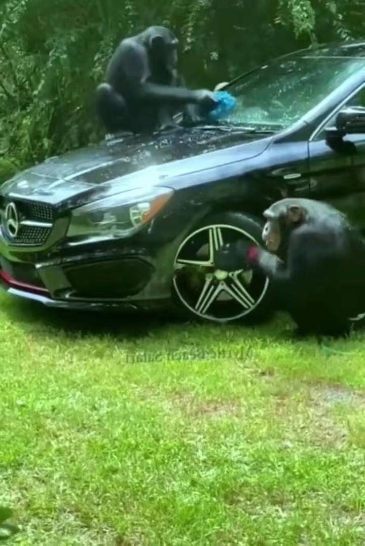 网友投资几十万开洗车行~~~这个行业风险大于收益！！！大神仙小妖精都不是善茬~~