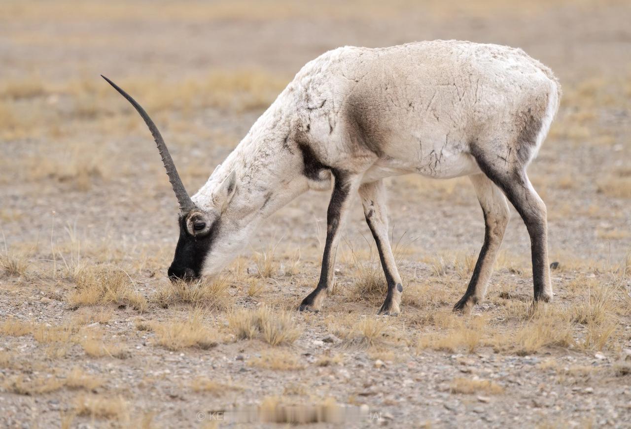 拍到了“独角兽”！？